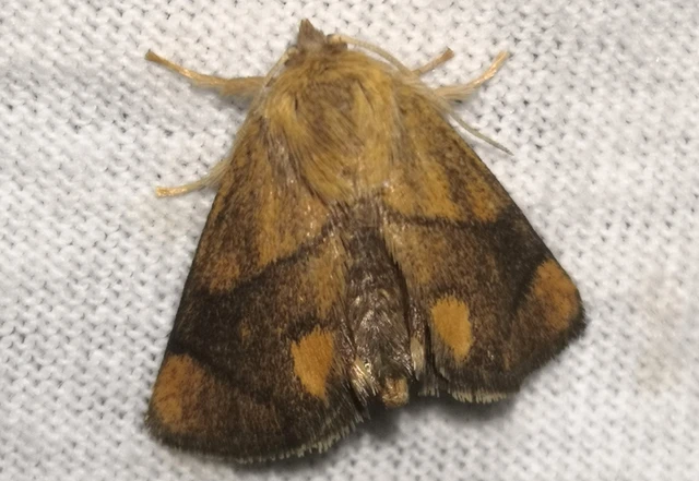 Apoda limacodes - kagylólepke