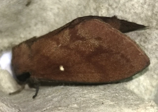 Dendrolimus pini - fenyőpohók