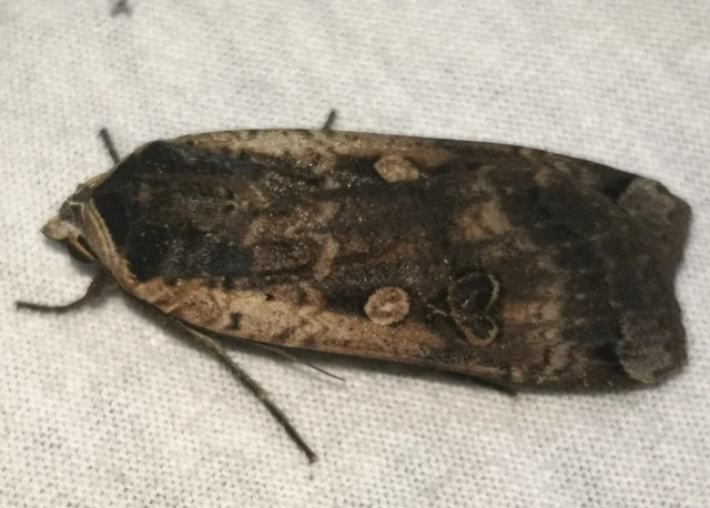 Noctua pronuba - nagy sárgafűbagoly