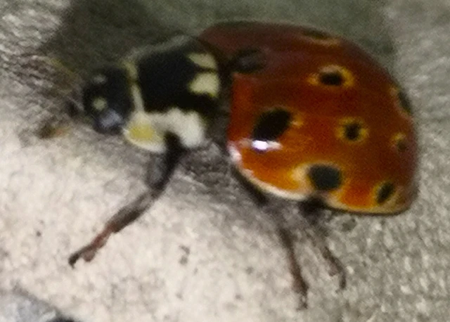 Anatis ocellata - szemfoltos katica