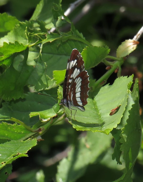 Neptis rivularis - nagy fehérsávoslepke