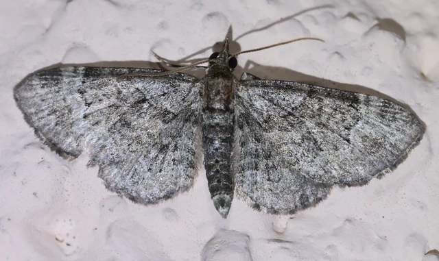 Pasiphila rectangulata - almavirág-araszoló