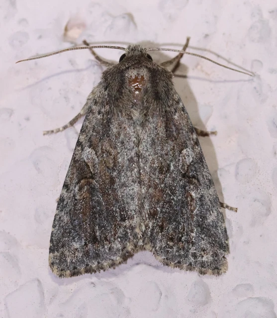 Apterogenum ypsillon - ipszilon-erdeibagoly