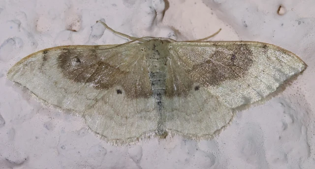 Idaea degeneraria - barnasávos araszoló