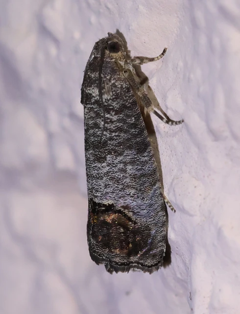 Cydia pomonella - almamoly