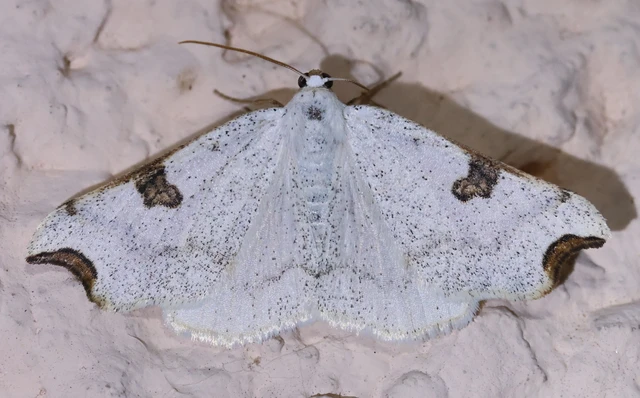 Eilicrinia cordiaria - fehér fűzfaaraszoló