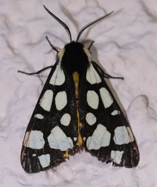Arctia villica - fekete medvelepke