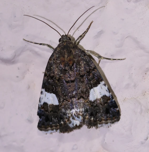 Tyta luctuosa - fekete nappalibagoly