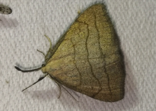Polypogon tentacularia - sötétaljú karcsúbagoly