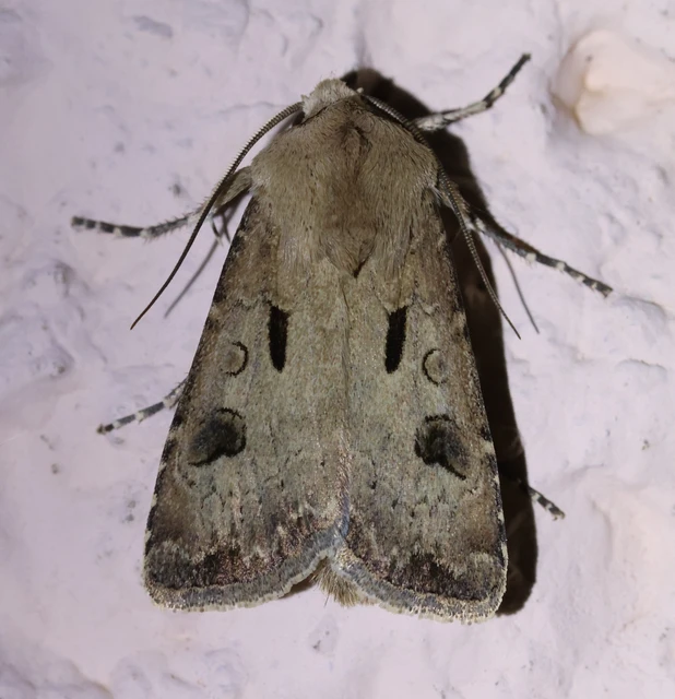 Agrotis exclamationis - felkiáltójeles földibagoly