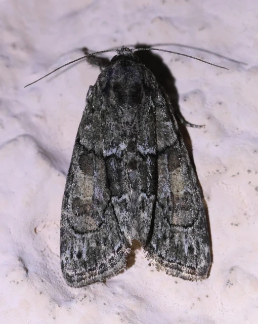Cryphia fraudatricula - homoki zuzmóbagoly