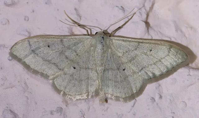 Idaea deversaria - egyszínű sávosaraszoló
