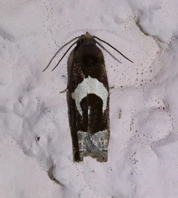 Epiblema foenella - kampósfoltú tükrösmoly