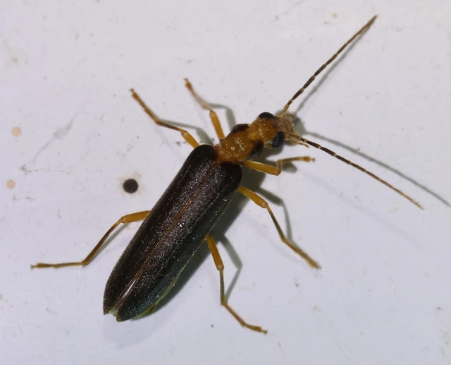 Nacerdes carniolica - karnóliai álcincér
