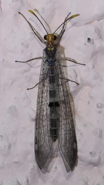 Megistopus flavicornis - kétfoltos hangyaleső