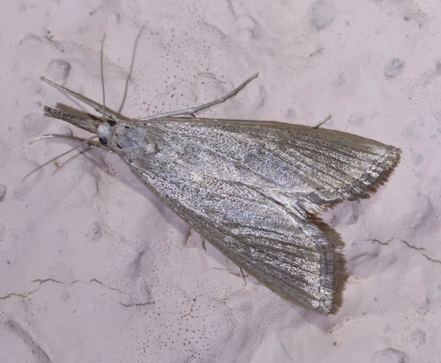 Pseudobissetia terrestrellus - kukorica-fúrómoly