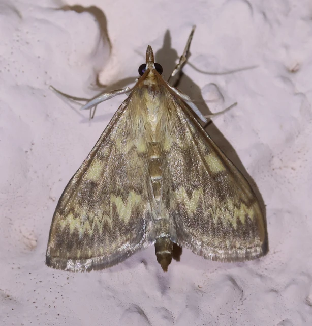 Ostrinia nubilalis - kukoricamoly