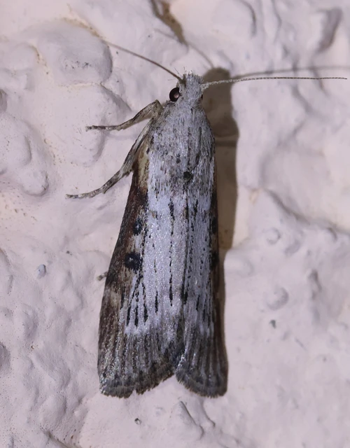 Lamoria anella - törmelékmoly