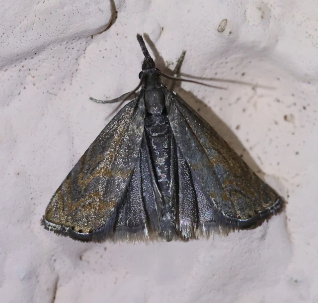 Platytes cerussella - törpe fűgyökérmoly