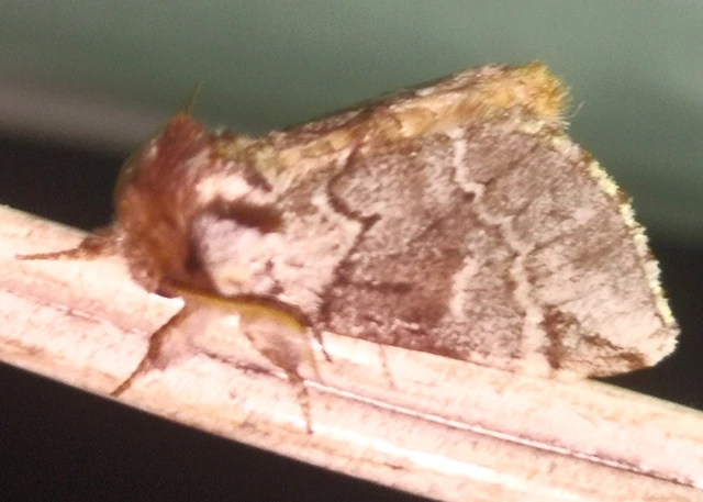 Drymonia obliterata - feketefoltos púposszövő