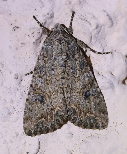 Hadula trifolii - lóherebagoly