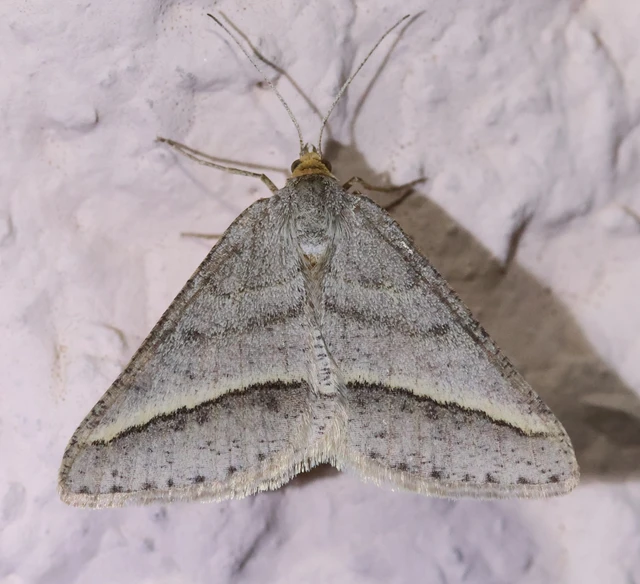Tephrina arenacearia - lucerna-araszoló