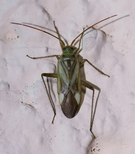 Adelphocoris lineolatus - lucernapoloska