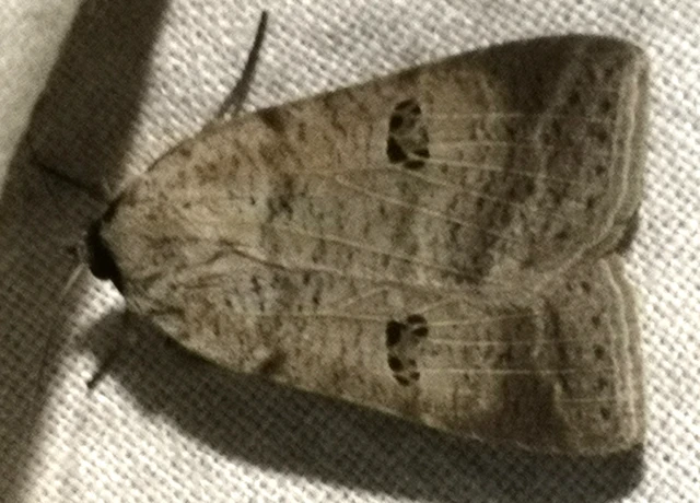 Lygephila viciae - hegyi csüdfűbagoly
