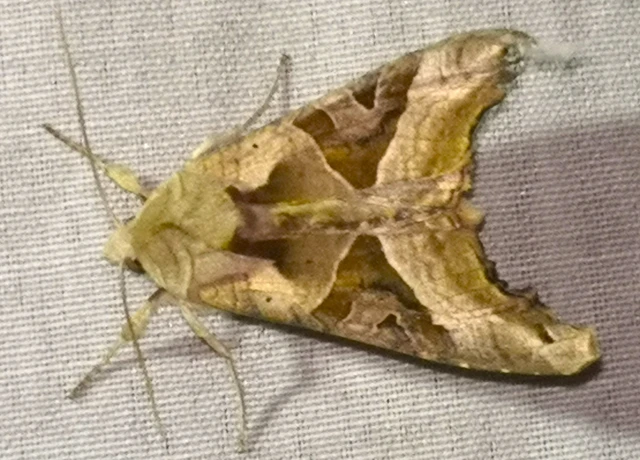 Phlogophora meticulosa - vándorló csipkésbagoly