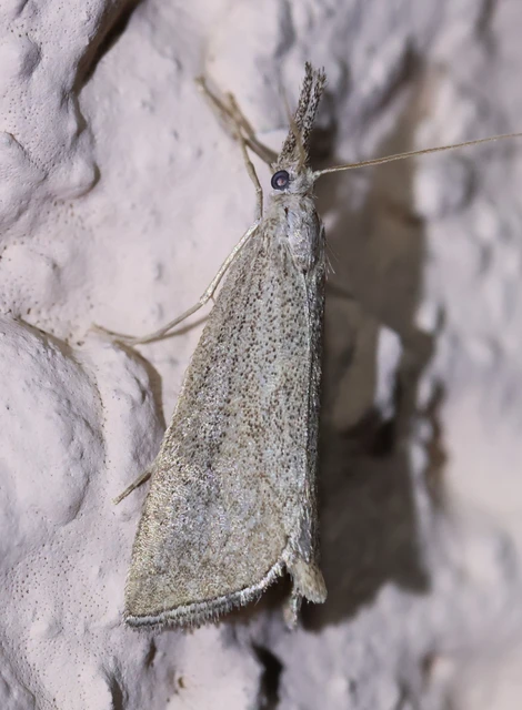 Pseudobissetia terrestrellus - kukorica-fúrómoly