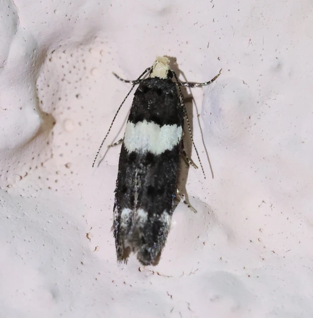 Recurvaria leucatella - nagy vörös-rügysodrómoly