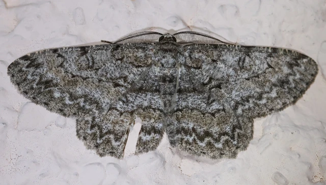 Hypomecis punctinalis - pettyes faaraszoló