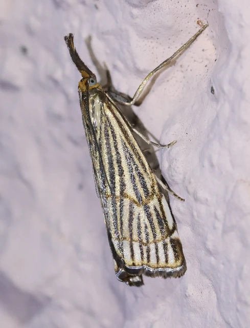 Chrysocramboides craterella - rácsos fűgyökérmoly