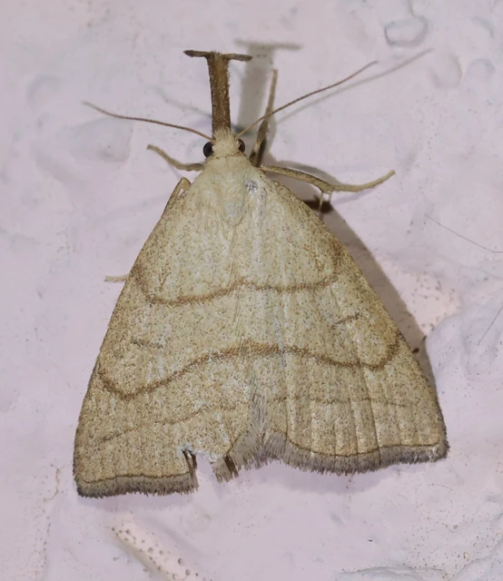 Polypogon tentacularia - sötétaljú karcsúbagoly