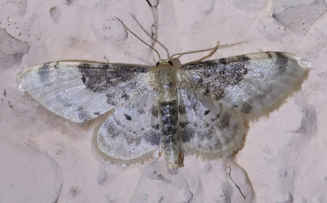Idaea filicata - sötéttövű apróaraszoló