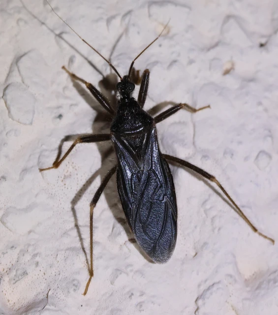 Reduvius personatus - szemetes zugpoloska