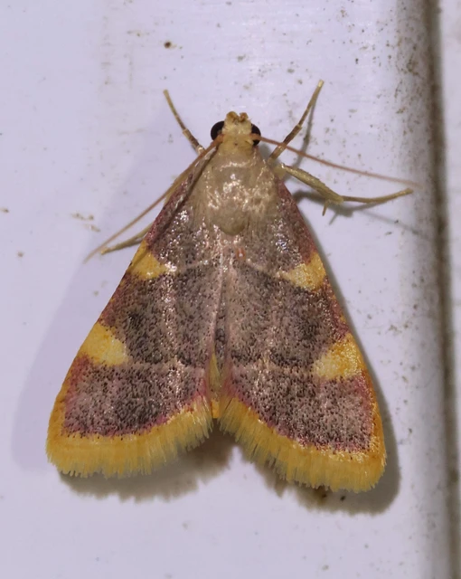 Hypsopygia costalis - szénailonca