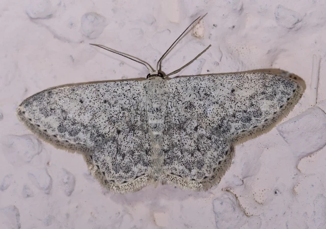 Scopula marginepunctata - pettyes sávosaraszoló