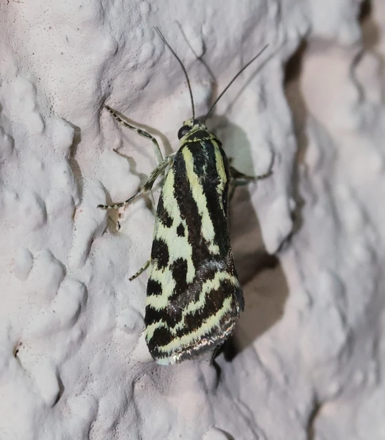 Emmelia trabealis - zebrabagoly