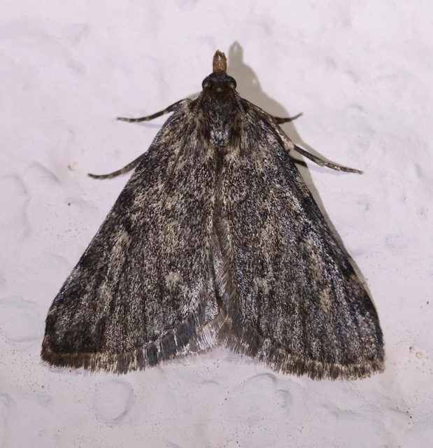 Aglossa pinguinalis - zsiradékmoly