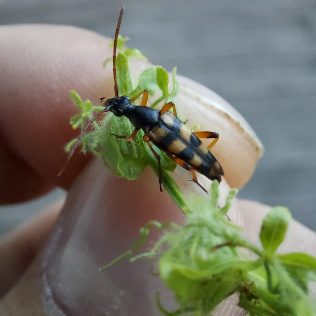 Strangalia attenuata - nyurgacincér
