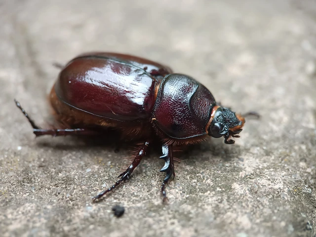 Oryctes nasicornis - orrszarvú bogár