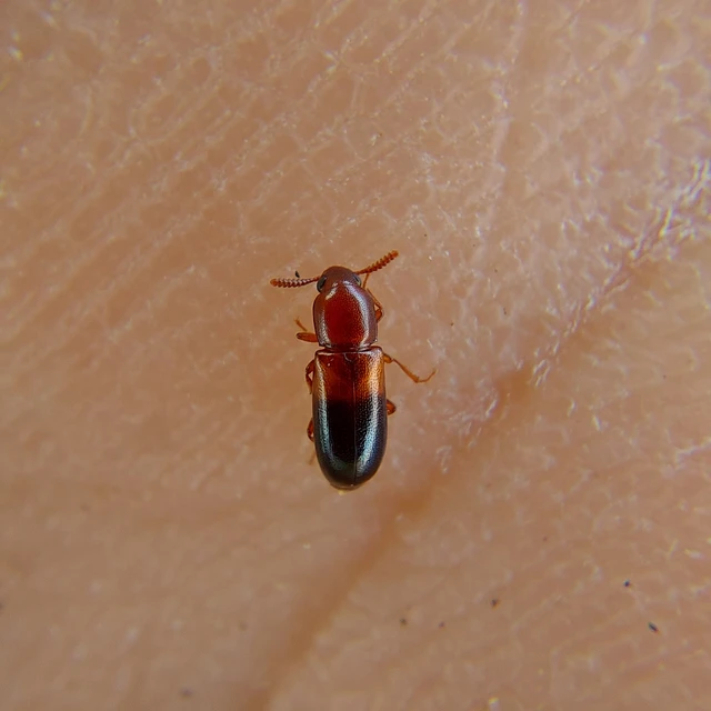Corticeus bicolor - kétszínű kéregbújó