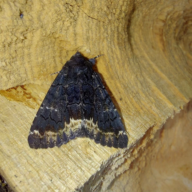 Catephia alchymista - fekete övesbagoly