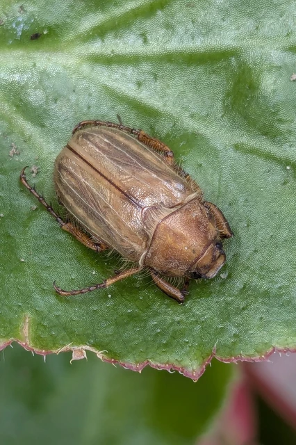 Amphimallon solstitiale - bordás sárgacserebogár