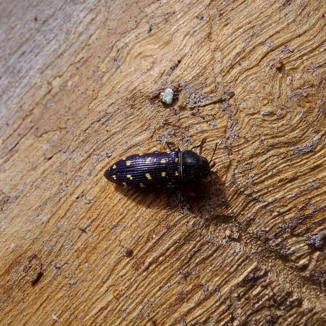 Acmaeodera degener - sárgafoltos zömökdíszbogár