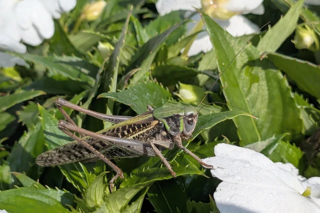 Decticus verrucivorus - szemölcsevő szöcske Decticus verrucivorus - szemölcsevő szöcske
