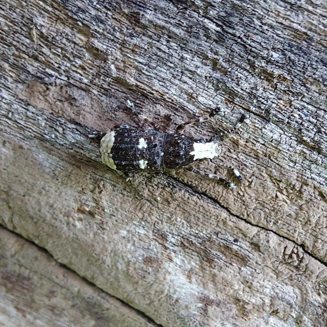 Platystomos albinus - nagybajuszú orrosbogár