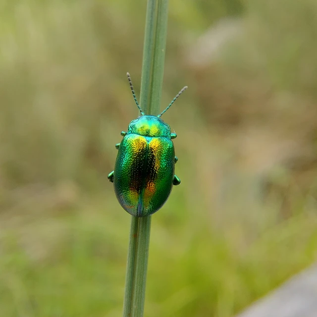 Chrysolina herbacea - zöld mentalevelész