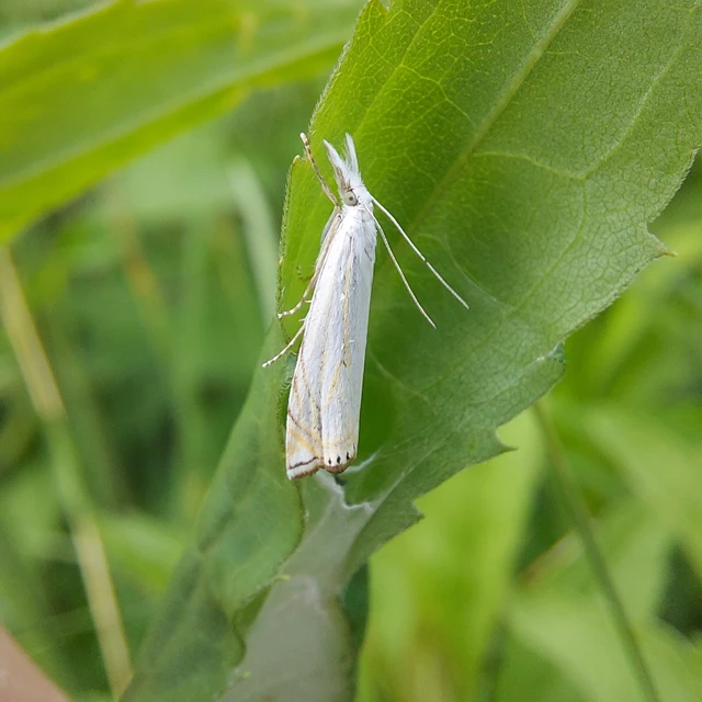 Crambus lathoniellus - mezei fűgyökérmoly